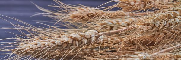 Materiał kwalifikowany zbóż