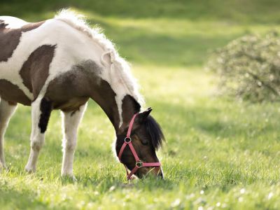 Makuch lniany w diecie zwierząt